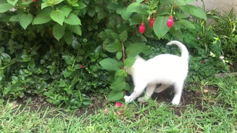 Little kitten plays with berries in the garden