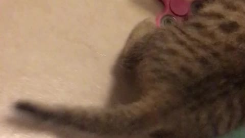 Foster kitten playing with spinner toy