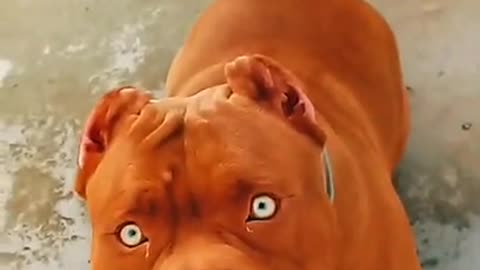 Aggressive Pitbull 😠_ Looking Beautiful _ | Cutest Overloaded |