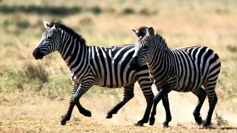 zebra sound effects copyright free