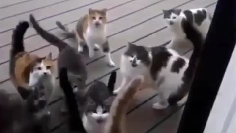 Invasion if miau