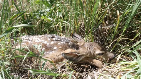 Cute Newborn Baby Deer Hiding In Tall Grass Of The Meadow