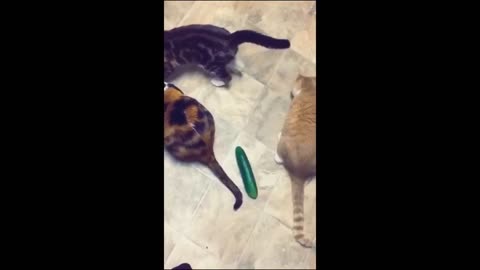 Funny animal videos 2024 - Funny cats_dogs - Funny animals