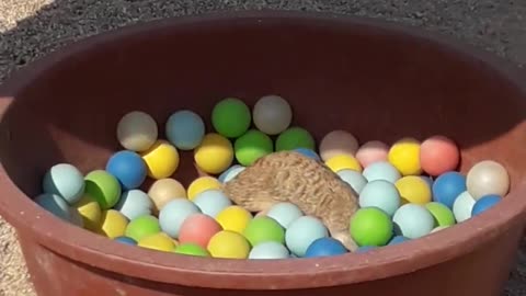 a desert fox playing with a ball