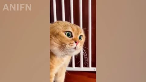 Funny_animals_2024_Funniest_Cats_and_Dogs_Video_