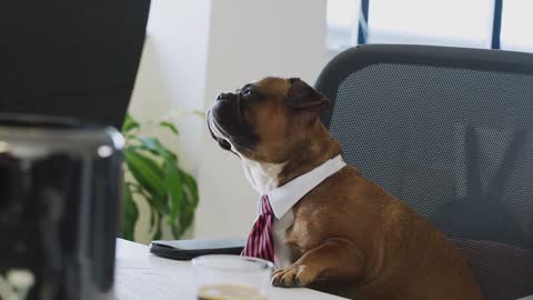 Dogs puppy on the duty office