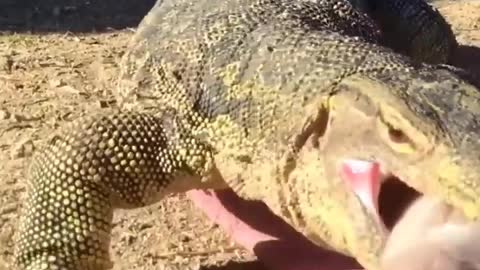 Very Dangerous Comodo Dragon | Animals Video 2021