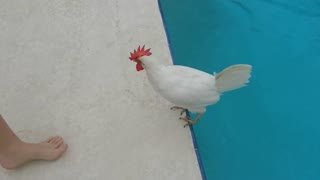 can chicken swim🤔