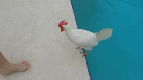 can chicken swim🤔