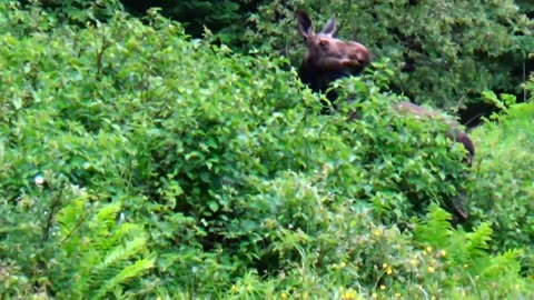 Hungry Moose