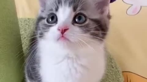 Funny Cats And Dogs Videos That Will Make You Laugh All Day Long 😹😂