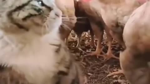 Animal Best Funny Video