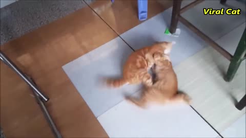 Cats Fighting : Bloody Two Brothers #conmeo #catfighting #cat #viralcat #cat