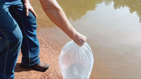 Stocking pond with channel catfish!