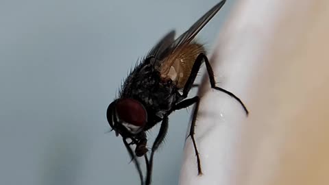 Housefly cleaning itself after consuming coffee and sugar