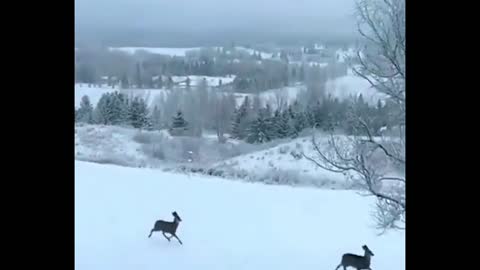 Deer jumping happily in the ice and snow