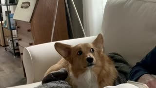 Corgi Demands Scratches