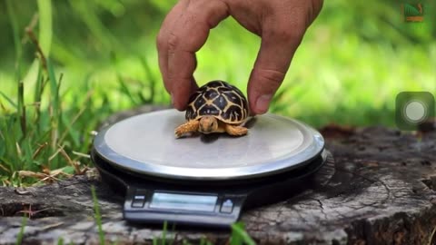 Tortoise Eating;