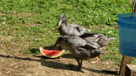 Ducks indulging on some watermelon