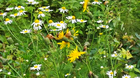 Bee collects pollen