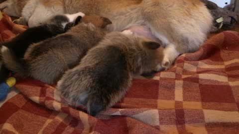 corgi dog feeding milk very cute babys