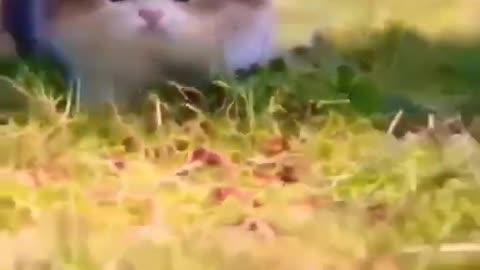 Cute cat walking