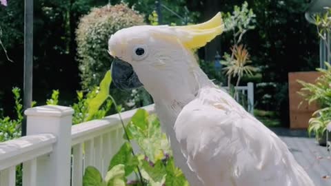 white cockatoo cute talking bird (love birds)