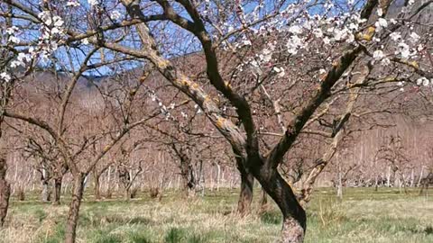 Beautiful apricot flowers