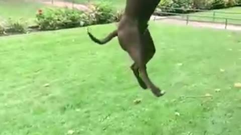 dogs that fly_ American pit bull terriers show their jumping agility