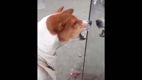 This DOG was so ANGRY when it SAW his FACE on the MIRROR for the FIRST TIME