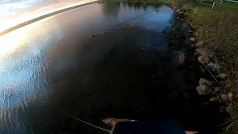 Muskrat in chestmiere lake