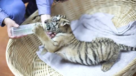 Newborn little tiger