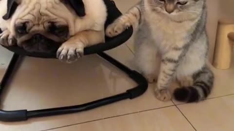 Dog and cat tiktok funy video