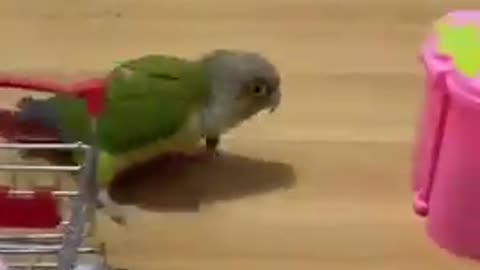 Amazing Parrot Videos💚🦜/ Cut Baby Parrot #shorts