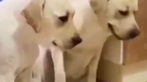 FUNNY DOGS