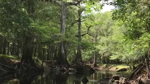 Paddling the Withlacoochie in Florida