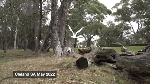 Feeding the Roos