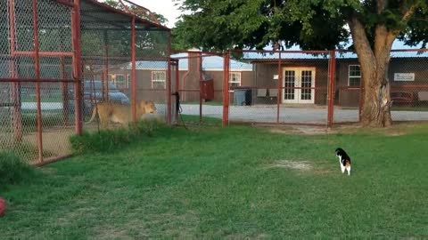 Brave housecat challenges a fully grown lion