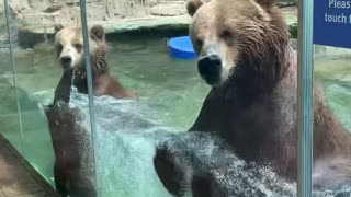 Dancing Bears at Saint Louis Zoo