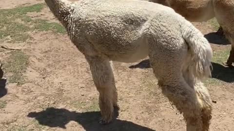 The Funny Alpaca gave a deep kiss