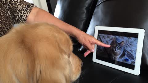 Golden retriever watch some cats on iPad