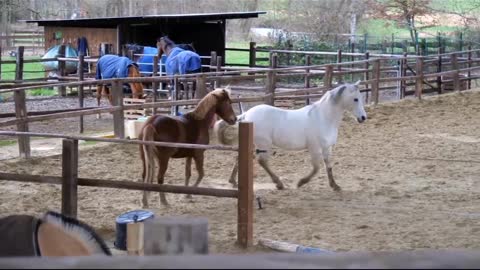 Horse is very hangry