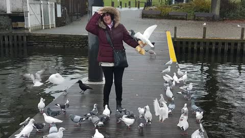 Wife gets ATTACKED from KILLER birds!!!!