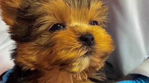 Yorkshire terrier