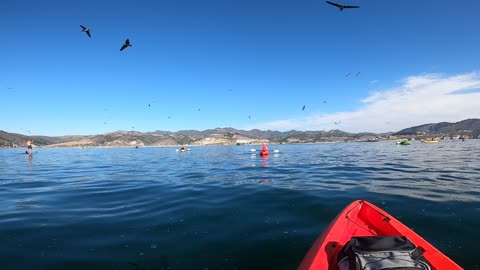 Whale Tips Over Kayakers