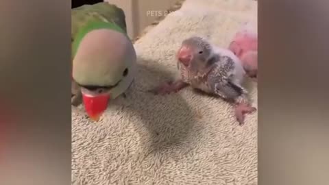 Smart And Funny Parrots Parrot Talking Videos Compilation P1 Super Dogs