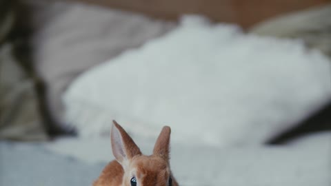 cute little bunny