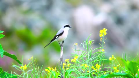 How beautiful is the beautiful nature with its birds and pleasant songs.