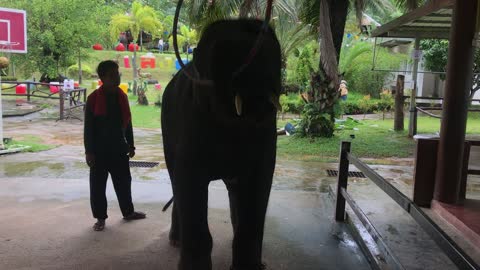 dancing baby elephant