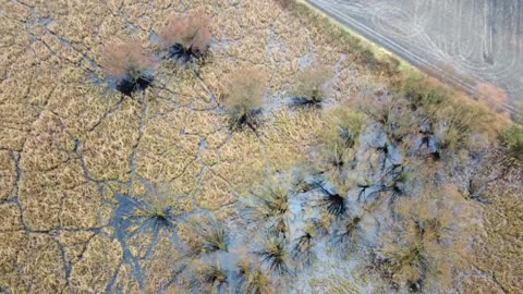 We flooded a forest - the result blew our minds-6